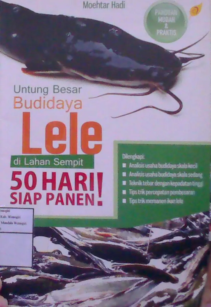 Untung Besar Budidaya Lele di Lahan Sempit