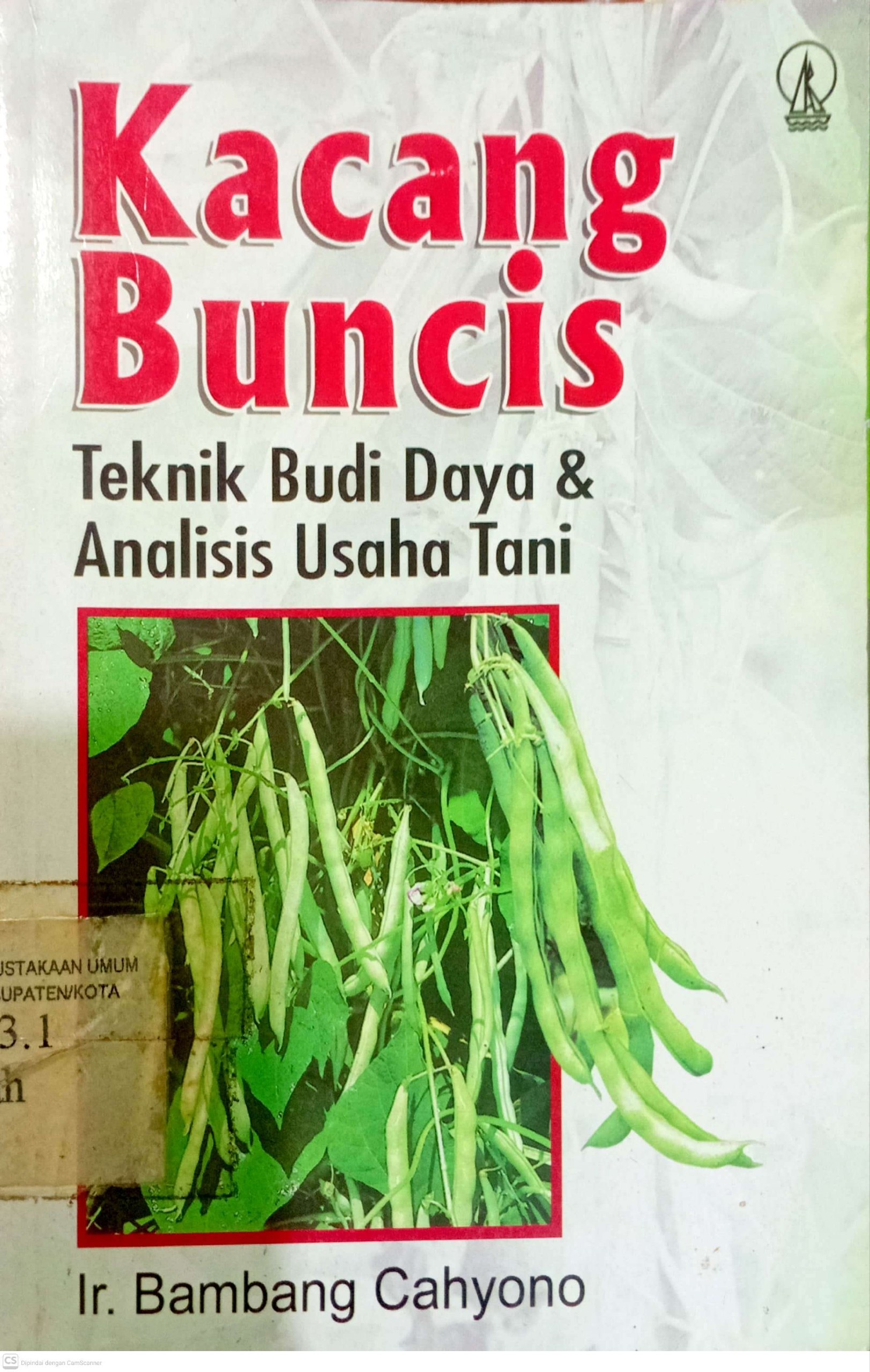 Kacang Buncis