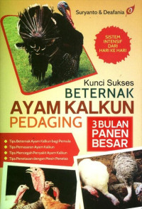 Kunci Sukses Beternak Ayam Kalkun Pedaging 3 Bulan Panen Besar