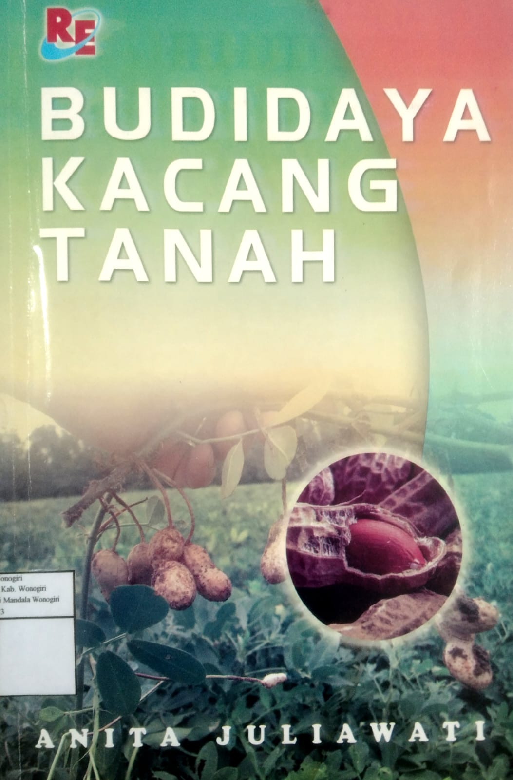 Budidaya Kacang Tanah