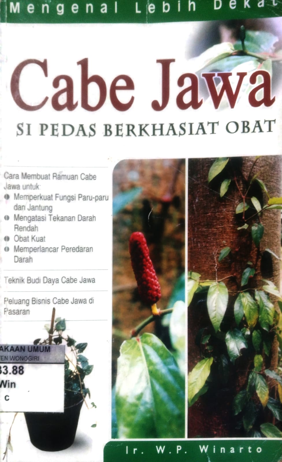 Cabe Jawa