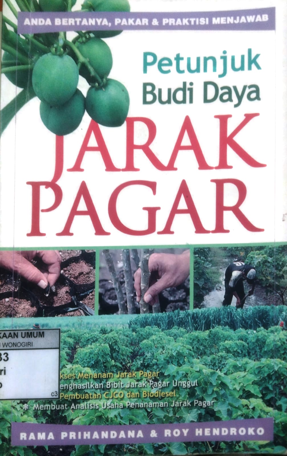 Petunjuk Budi Daya Jarak Pagar