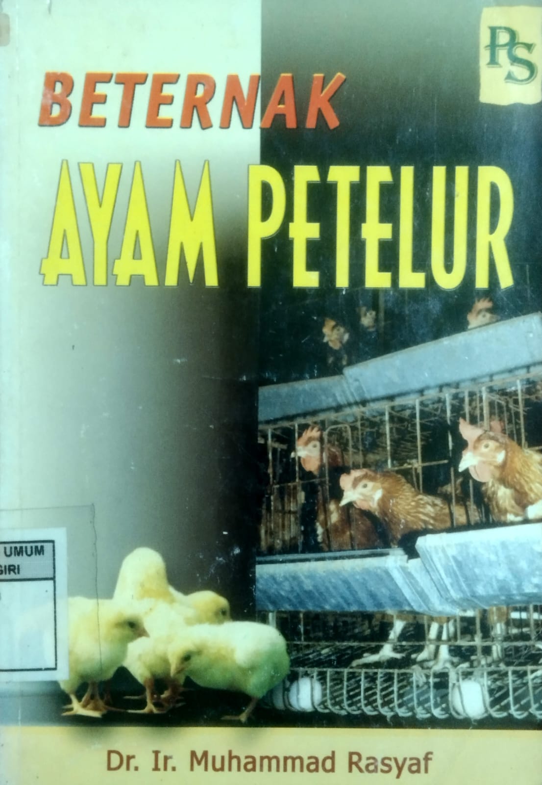 Beternak Ayam Petelur