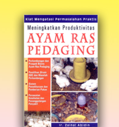 Meningkatkan Produktivitas Ayam Ras Pedaging