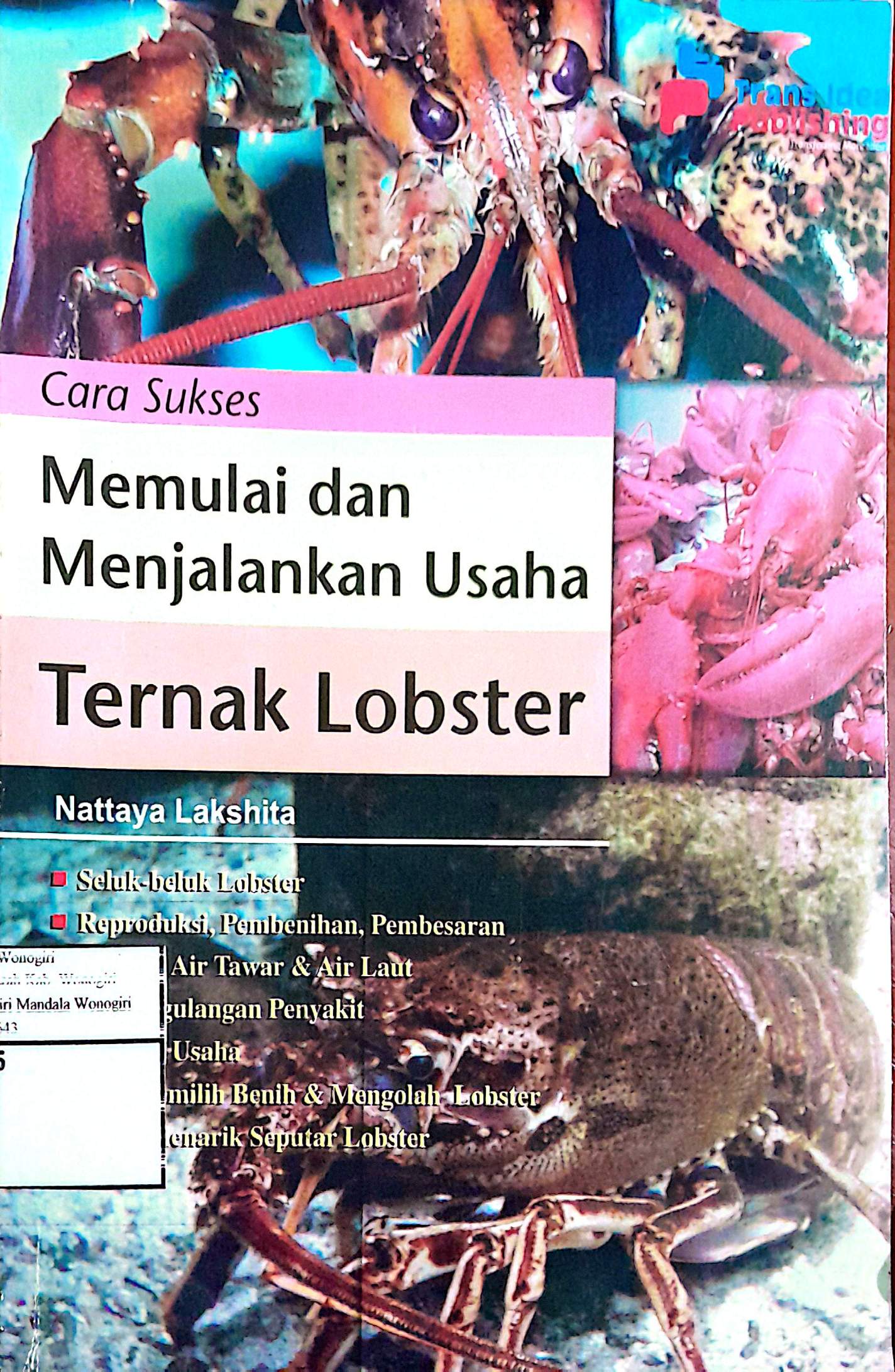 Cara Sukses Memulai dan Menjalankan Usaha Ternak Lobster