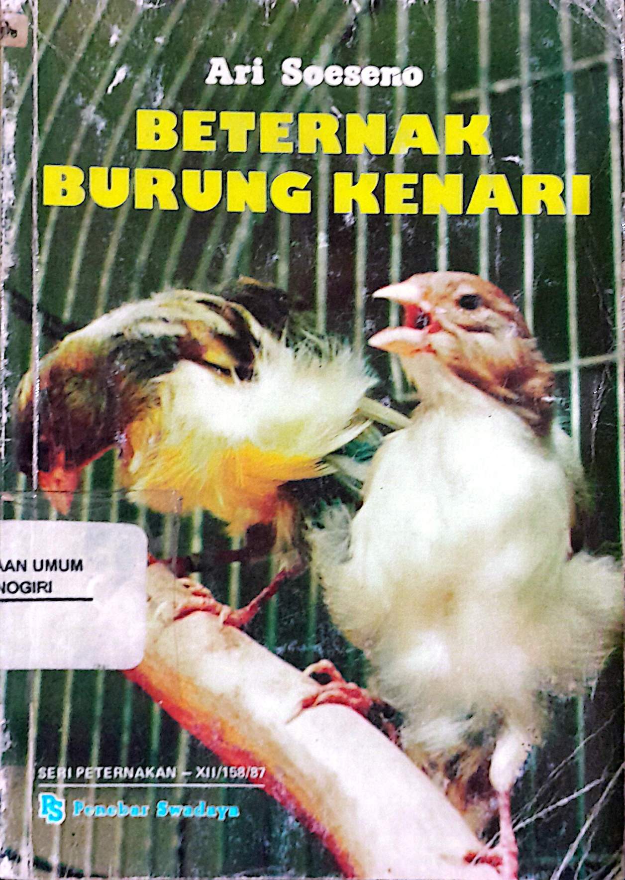 Beternak Burung Kenari