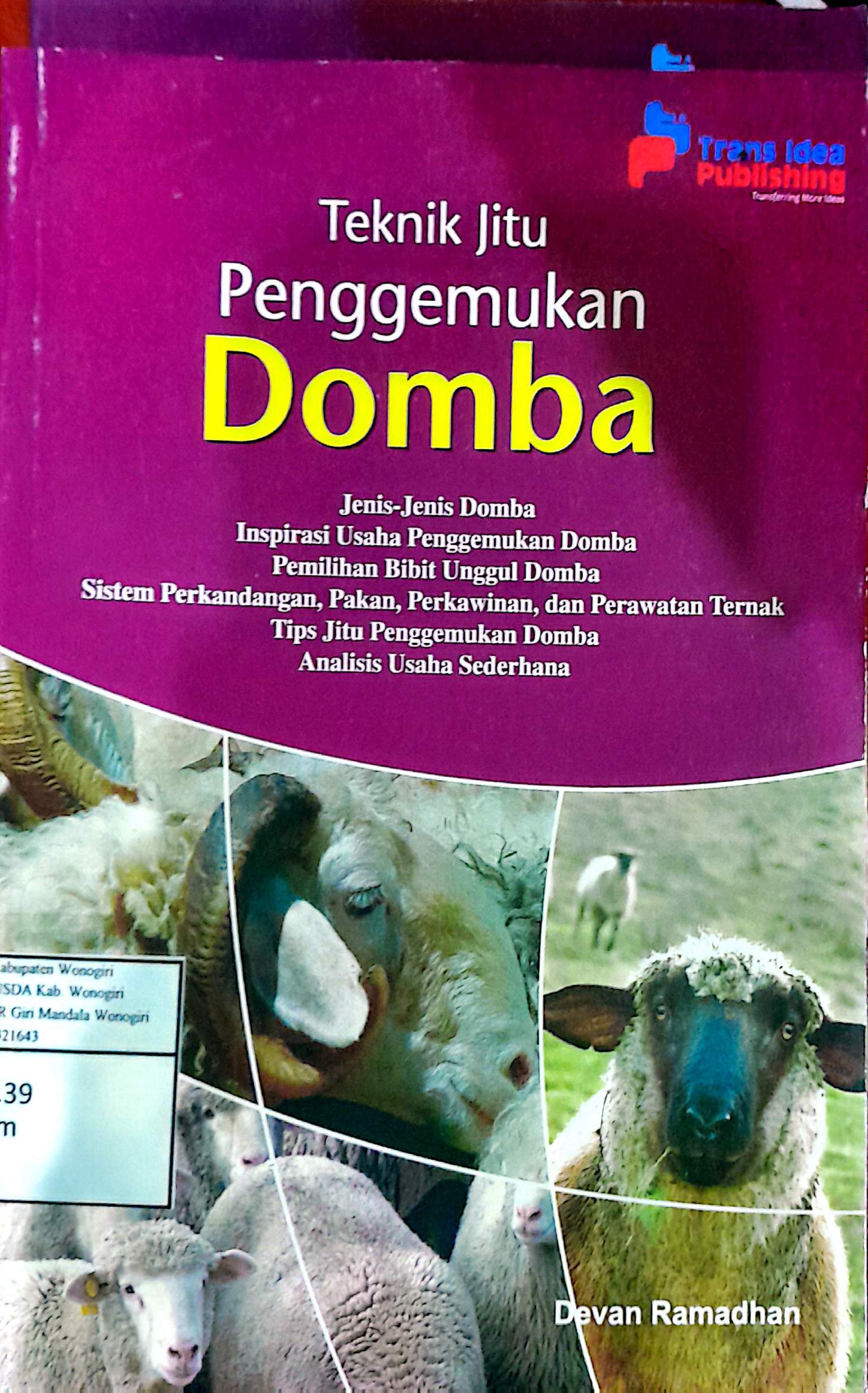 Teknik Jitu Penggemukan Domba