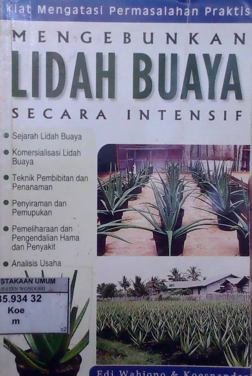 Mengebunkan Lidah Buaya Secara Intensif