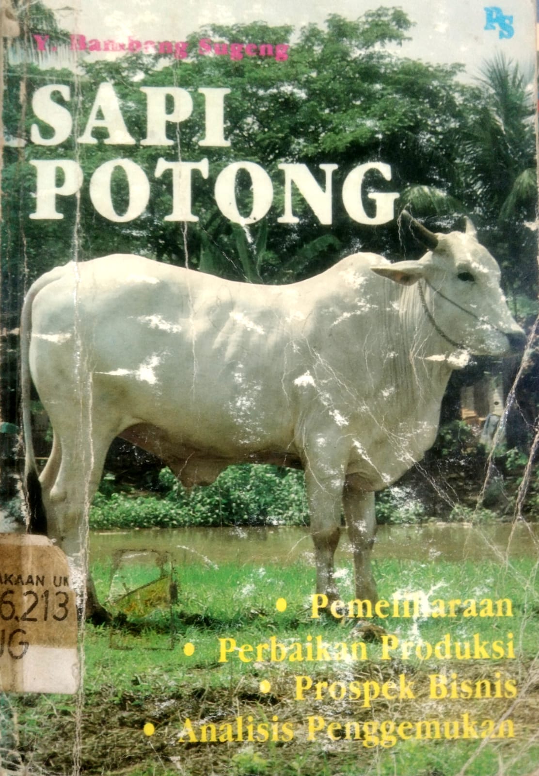 Sapi Potong