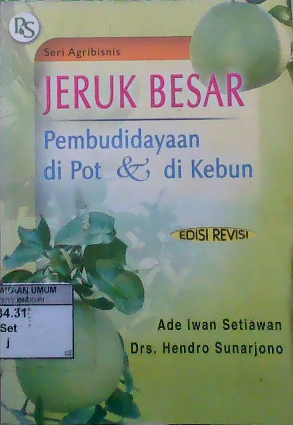 Jeruk Besar