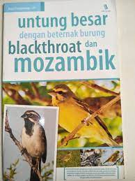 Untung Besar Dengan Beternak Burung Blackthroat dan Mozambik
