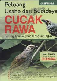 Peluang Usaha dari Budidaya Cucak Rawa