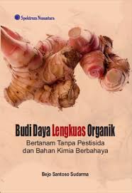 Budi Daya Lengkuas Organik