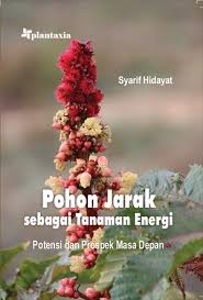 Pohon Jarak sebagai Tanaman Energi
